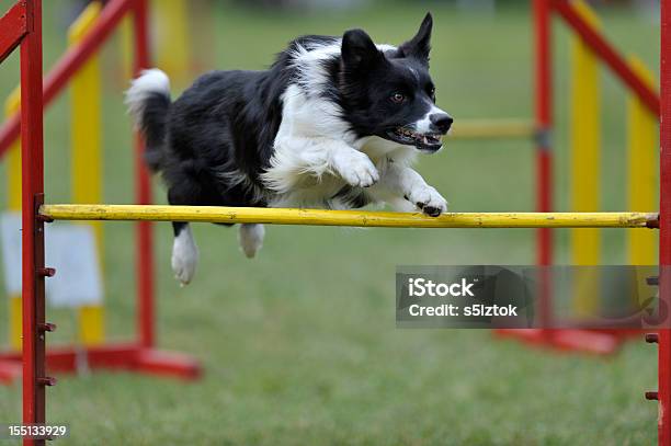 Photo libre de droit de Border Collie banque d'images et plus d'images libres de droit de Activité - Activité, Agility - Sport canin, Agilité