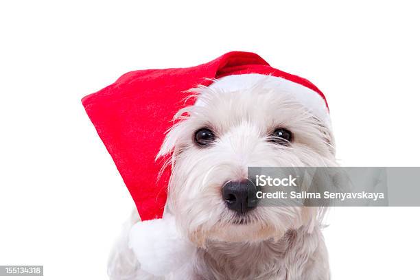 Santa Westie Stockfoto und mehr Bilder von Hund - Hund, Weihnachtsmann, Weihnachten