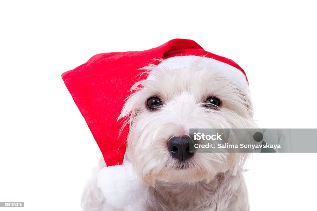 Santa Westie - Photo de Chien libre de droits