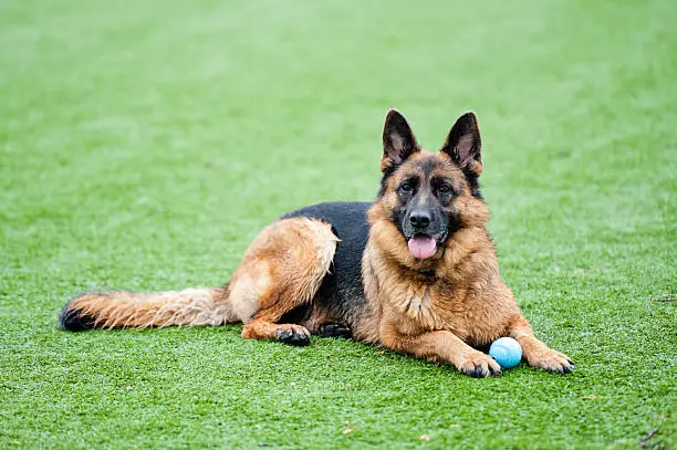 A German Shepherd dog with a ball on astro turf.

See more...
[url=http://www.istockphoto.com/file_search.php?action=file&text=dog&userID=3922998][img]http://jengrantham.com/istockphoto/banners/dogs.jpg[/img][/url]