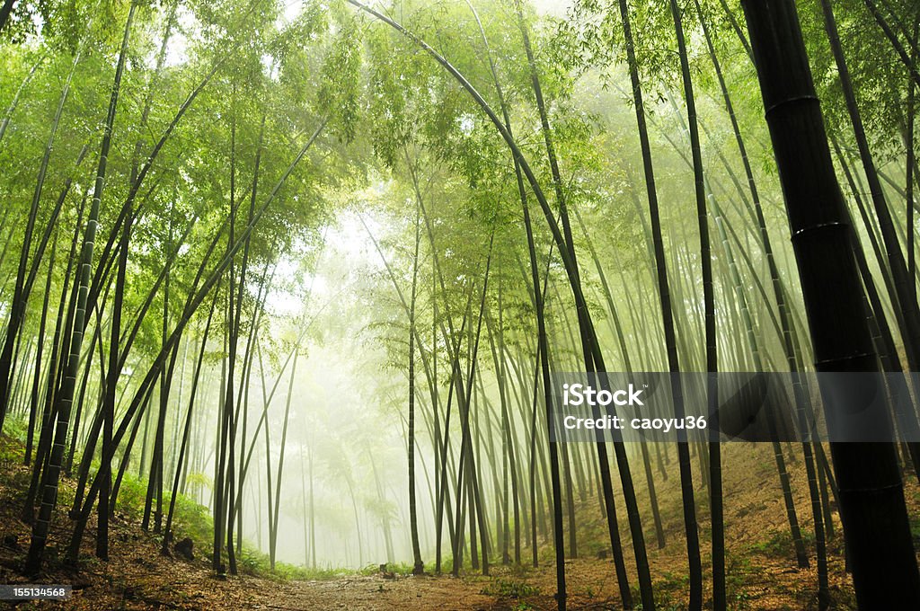 Forêt de bambous - Photo de Forêt de bambous libre de droits