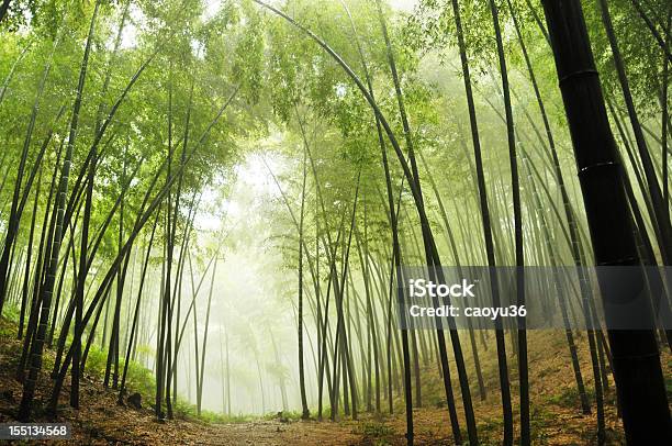 Photo libre de droit de Forêt De Bambous banque d'images et plus d'images libres de droit de Forêt de bambous - Forêt de bambous, Arbre, Asie
