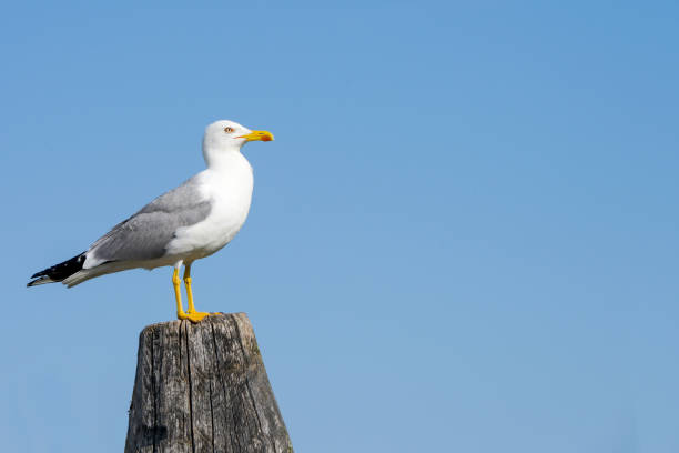 istock harbor pile seagull seabird concept blue sky 1551346306