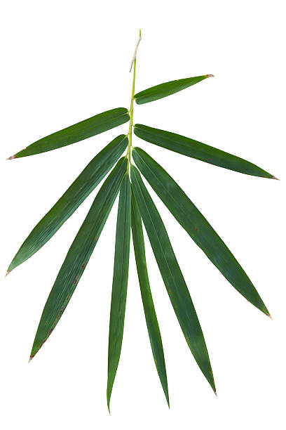 Bamboo leaf isolated on white with clipping path Fresh bamboo leaf isolated on white, including a clipping path for easy selection. bamboo leaf stock pictures, royalty-free photos & images