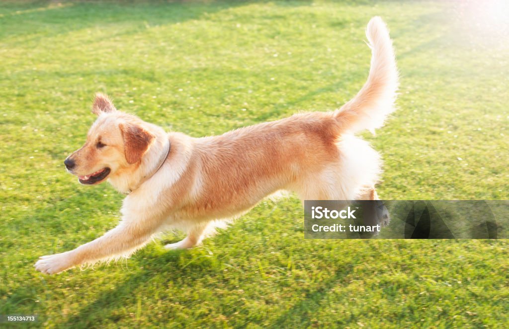 Golden Retriever - Royalty-free Correr Foto de stock