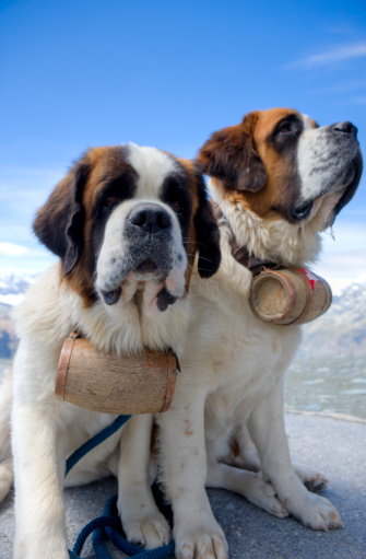 typical swiss saint Bernard dogs from the Wallis area, standing high up in the mountains carrying their little caskets with rum