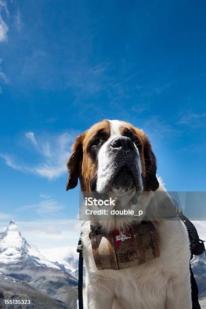 São Bernardo Cachorro - Fotografias de stock e mais imagens de São Bernardo - São Bernardo, Cão, Alpes Europeus