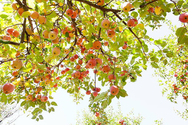 maçãs na ramificação - apple tree apple orchard apple autumn imagens e fotografias de stock