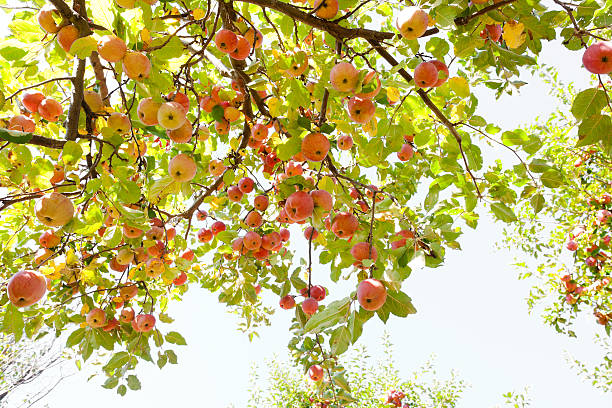 яблоки на ветвь - apple tree apple orchard apple autumn стоковые фото и изображения