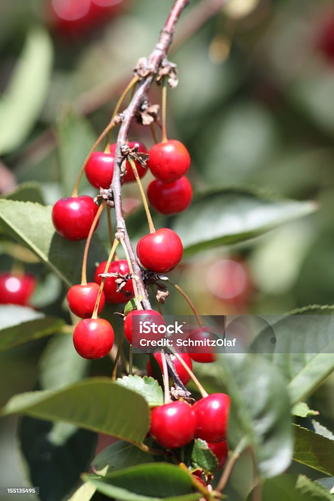 ripe cherry  Agriculture Stock Photo