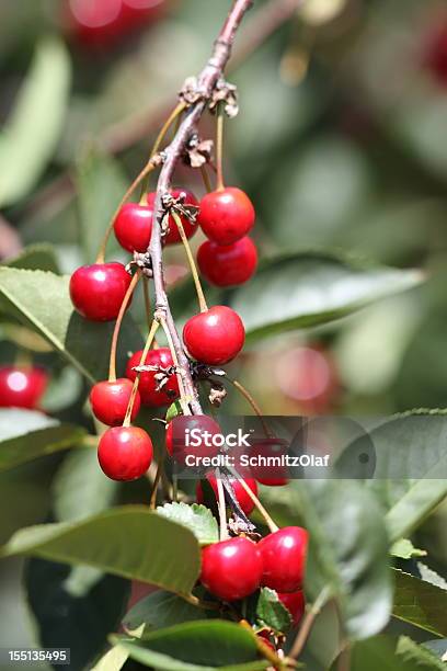 Ripe Cherry Stock Photo - Download Image Now - Agriculture, Branch - Plant Part, Cherry