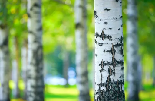 500+ Birch Tree Pictures [HD]  Download Free Images on Unsplash
