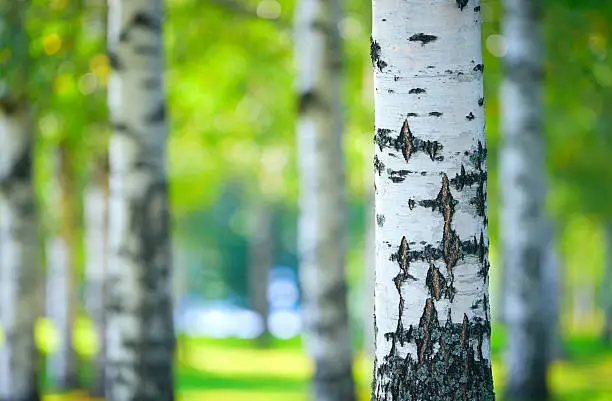 Birch tree (Betula pendula) forest in summer. Focus on foreground tree trunk. Shallow depth of field.