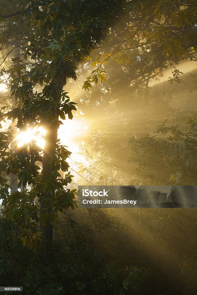 Rayos del sol radiante amanecer en el bosque de niebla - Foto de stock de Aire libre libre de derechos