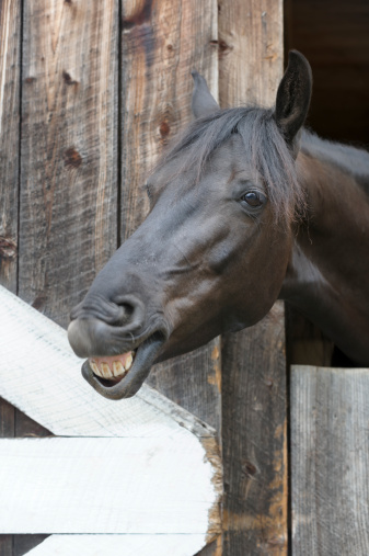 Horse talking from her barn door, head shot with toothy smile from a grinning mare, straight from the horse's mouth.