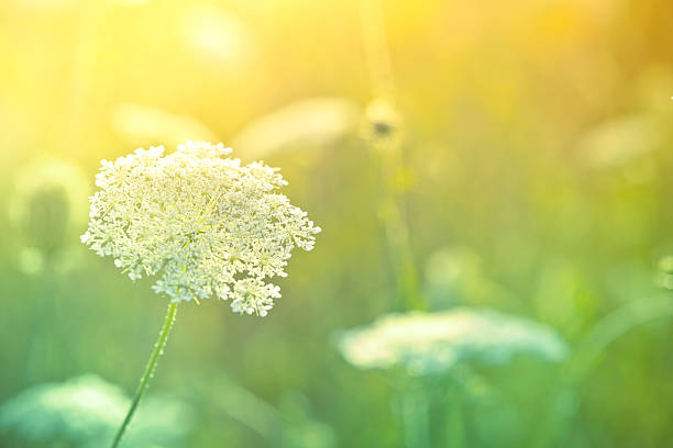 istock Queen Anne's Lace wildflower during sunrise 155135934