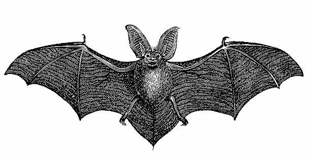 Common long-eared bat (Plecotus Auritus) Common long-eared bat (Plecotus Auritus)  bat animal stock illustrations