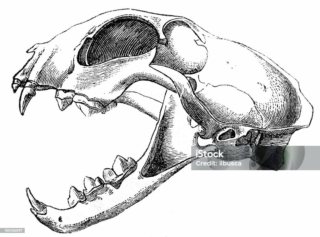 Lynx (Felis Lynx) crâne - Illustration de Image en noir et blanc libre de droits