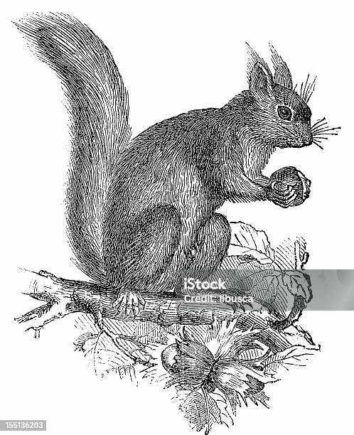 Ilustración de Squirrell Sciurus Vulgaris y más Vectores Libres de Derechos de Ardilla - Ardilla, Grabado - Objeto fabricado, Grabado - Técnica de ilustración