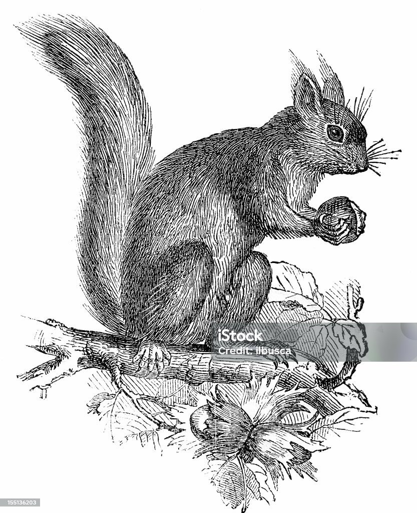 Squirrell (Sciurus Vulgaris - Royalty-free Esquilo Ilustração de stock