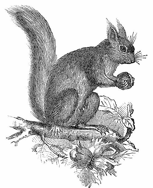ilustrações, clipart, desenhos animados e ícones de sciurus vulgaris squirrell - red squirrel vulgaris animal