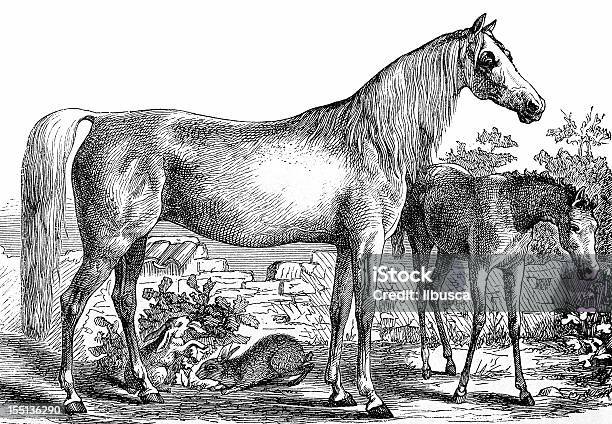 Pferd Equus Caballus Stock Vektor Art und mehr Bilder von Fohlen - Fohlen, Illustration, Altertümlich