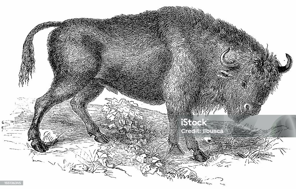 Aurochs (Bos Primigenius - Illustrazione stock royalty-free di Bisonte americano