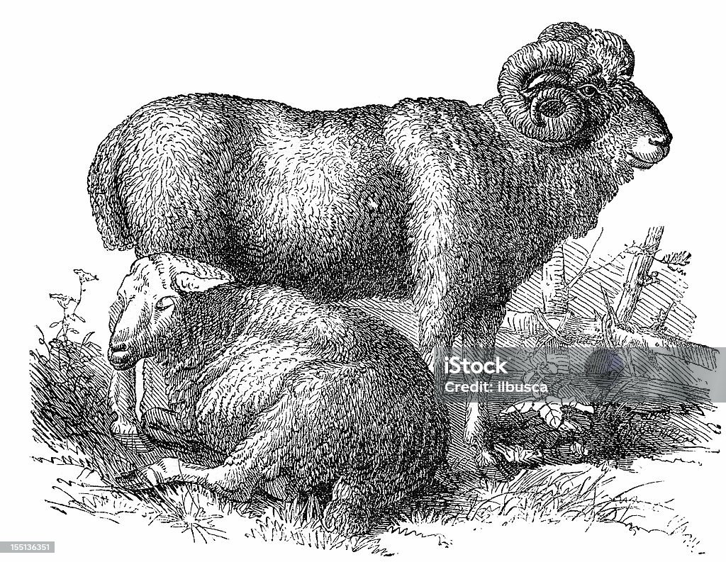 Owce (Ovis Aries - Zbiór ilustracji royalty-free (Czarno biały)