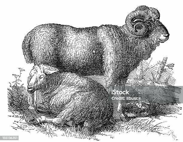 Овца Ovis Овен — стоковая векторная графика и другие изображения на тему Чёрно-белый - Чёрно-белый, Антиквариат, Баранина - мясо
