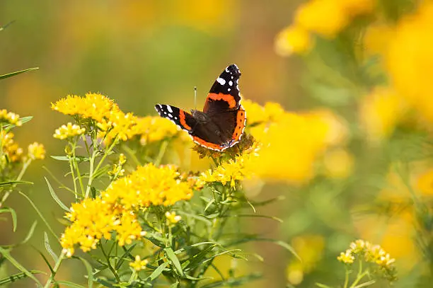 Photo of Angel with Wings