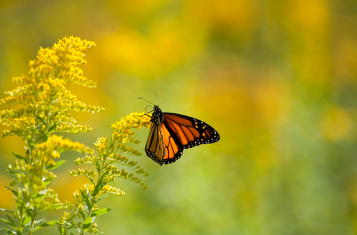 A monarch butterfly feeding on yellow goldenrod in a field of wildflowers.