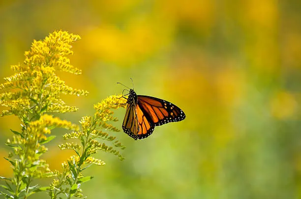 Photo of Monarch Feeding on Goldenrod