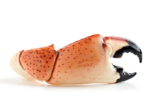Florida Stone Crab Florida Extra Jumbo Stone Crab Claw on White Background claw stock pictures, royalty-free photos & images