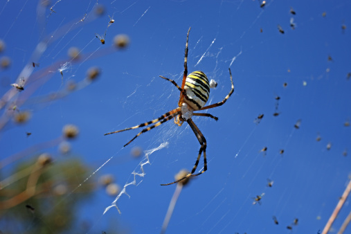 Argiope spider against a blue sky.
