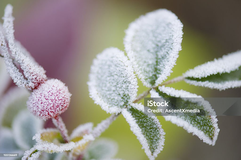 Automne Frost - Photo de Gelée blanche libre de droits