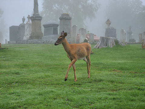 A deer walking through a cemetery on a foggy day, setting an eerie scene.