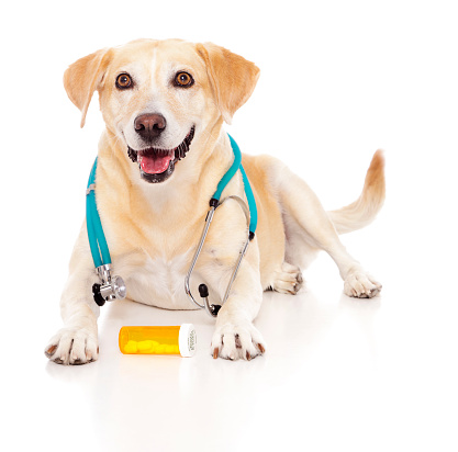 A happy yellow labrador dog with a medicine bottle and stethoscope.