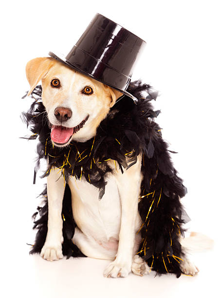 istock Dog In Tophat 155136935
