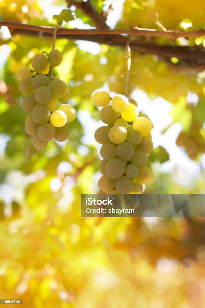 White Grapes White grapes on a vine in the the morning sun Napa Valley Stock Photo