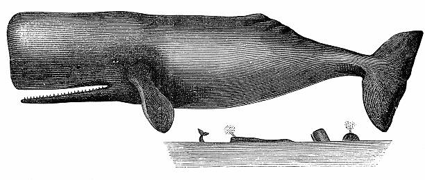 illustrazioni stock, clip art, cartoni animati e icone di tendenza di capodoglio (physeter macrocephalus - capodoglio