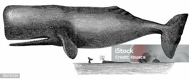 マッコウクジラphyseter Macrocephalus - クジラのベクターアート素材や画像を多数ご用意 - クジラ, マッコウクジラ, カットアウト