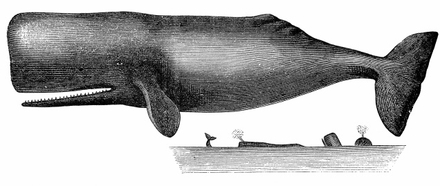 Sperm Whale (Physeter Macrocephalus)