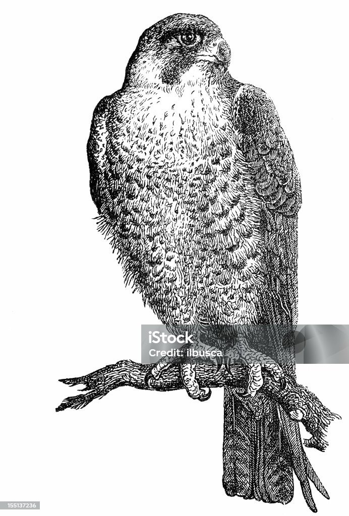 Wanderfalke (Falco Peregrinus) - Lizenzfrei Illustration Stock-Illustration
