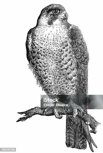 Peregrine Falcon Stock Illustration - Download Image Now - Illustration, Falcon - Bird, 19th Century Style