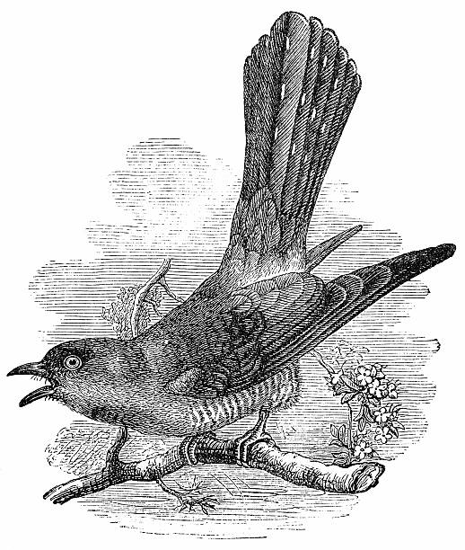 Common Cuckoo (Cuculus Canorus) Common Cuckoo (Cuculus Canorus) common cuckoo stock illustrations
