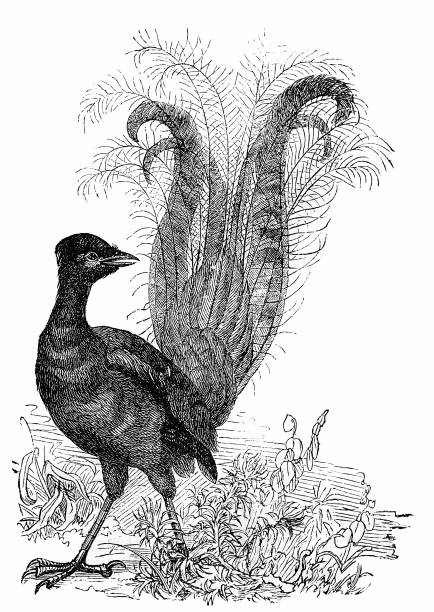 Superb Lyrebird (Menura Novaehollandiae) Superb Lyrebird (Menura Novaehollandiae) superb lyrebird stock illustrations