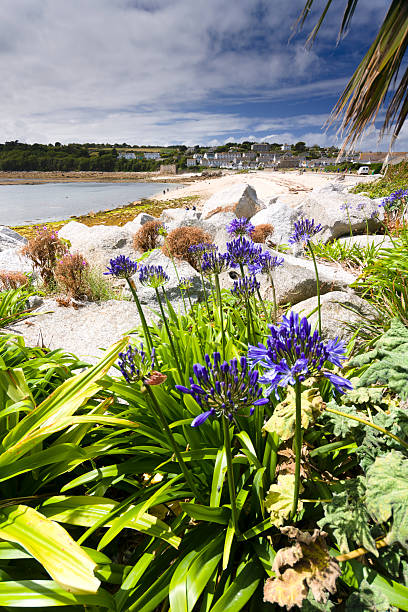 Pincushion protea (Leucospermum cordifolium) at the seaside in its natural habitat, the Cape coastline of South Africa. Camera: Canon 5D.