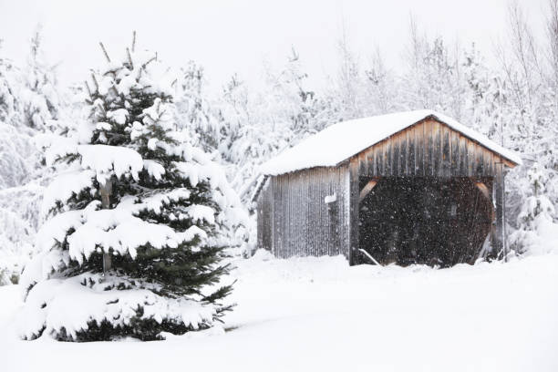 In the Adirondack Mountains region of northern New York State, an old, weather-beaten rural garage and a large evergreen tree are already buried in heavy snow with the blizzard still continuing.