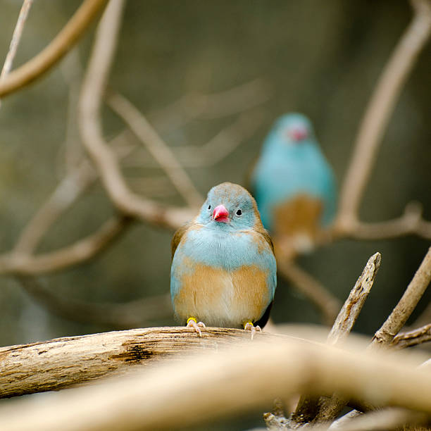 Close up of a little bird