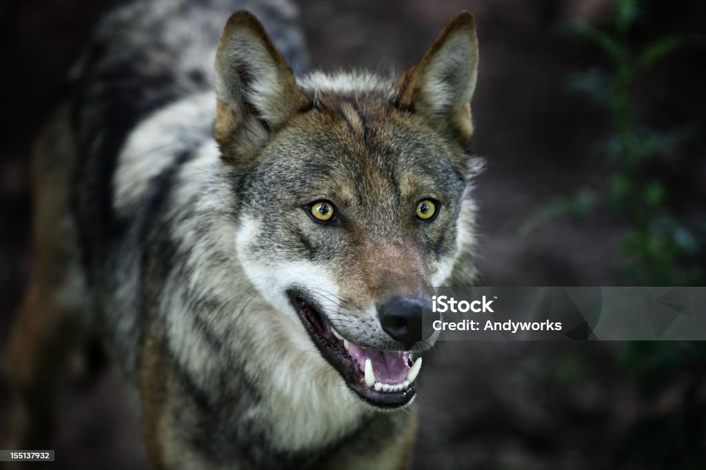 Wunderschöne Gray Wolf XXXL - Lizenzfrei Dunkel Stock-Foto